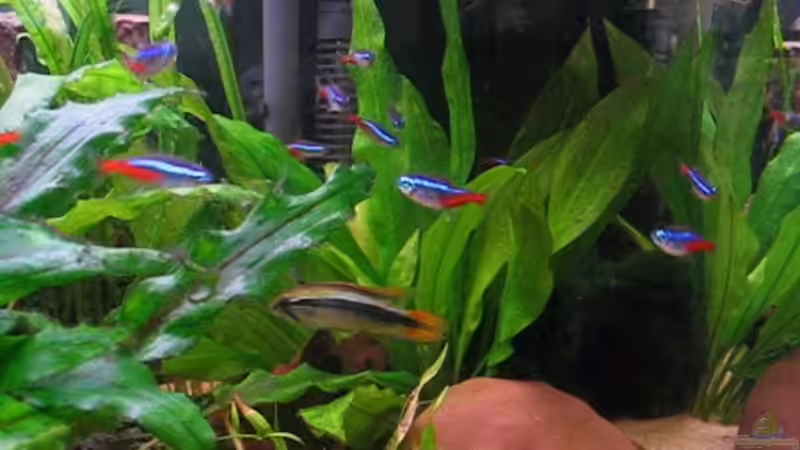 Besatz im Aquarium Becken 2752 von Andrea & Andreas Wielpütz (7)