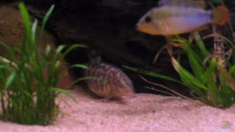 Besatz im Aquarium Becken 2752 von Andrea & Andreas Wielpütz (9)