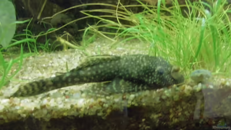 Besatz im Aquarium Becken 27534 von Thomas Seidenstuecker (22)