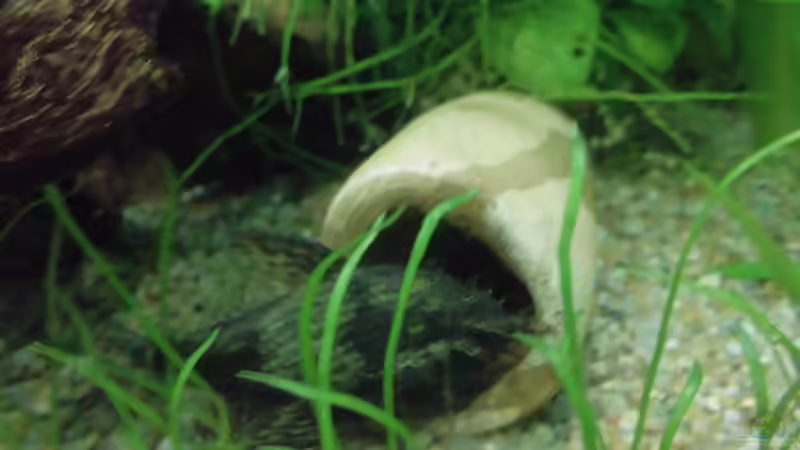 Besatz im Aquarium Becken 27534 von Thomas Seidenstuecker (23)