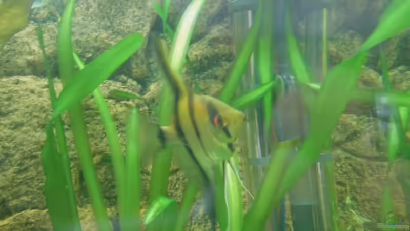 Besatz im Aquarium Becken 27534 von Thomas Seidenstuecker (24)