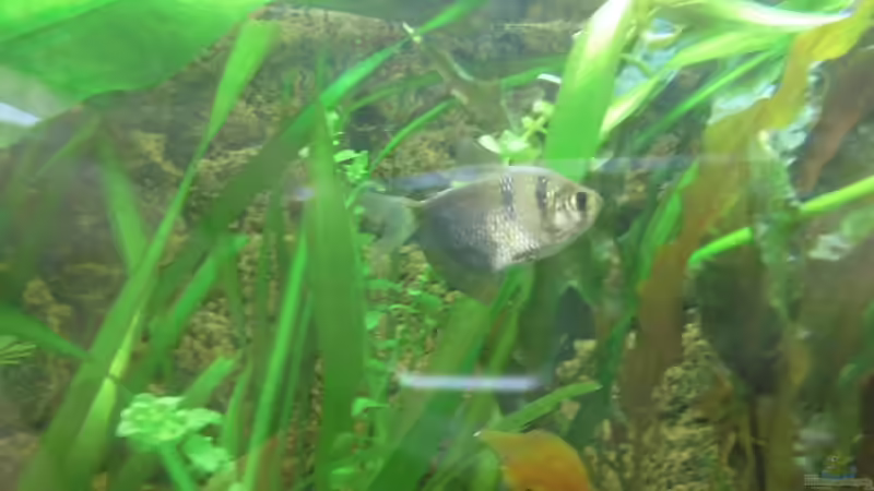 Besatz im Aquarium Becken 27534 von Thomas Seidenstuecker (25)