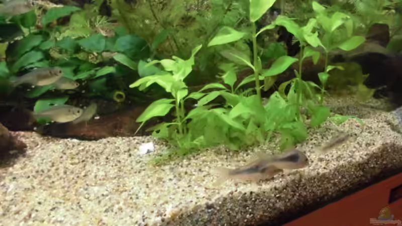 Besatz im Aquarium Becken 27534 von Thomas Seidenstuecker (28)