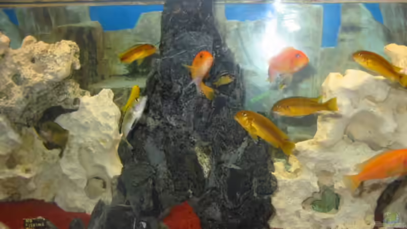 Besatz im Aquarium Becken 2755 von Thorsten Kausche (8)