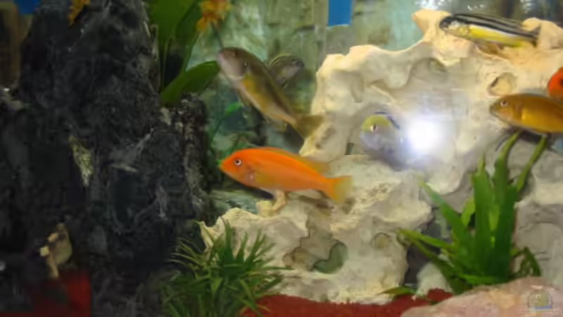 Besatz im Aquarium Becken 2755 von Thorsten Kausche (9)