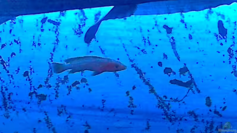 Besatz im Aquarium Becken 27594 von Torsten N. (10)