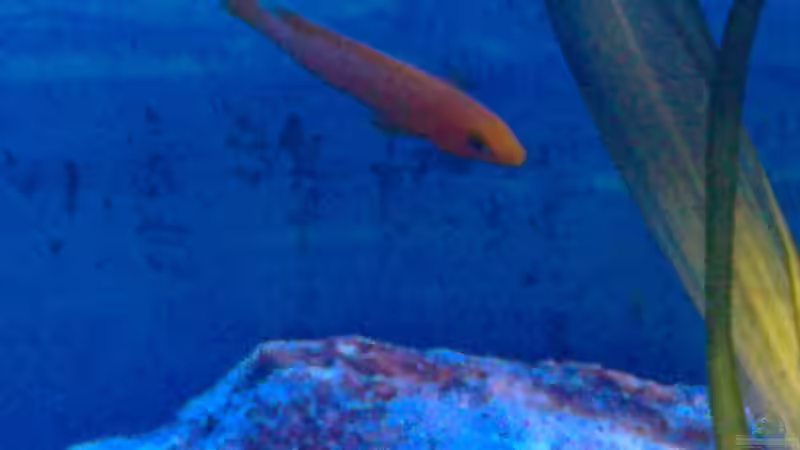 Besatz im Aquarium Becken 27594 von Torsten N. (12)