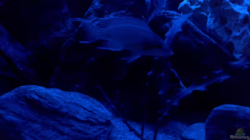 Besatz im Aquarium Becken 27594 von Torsten N. (13)