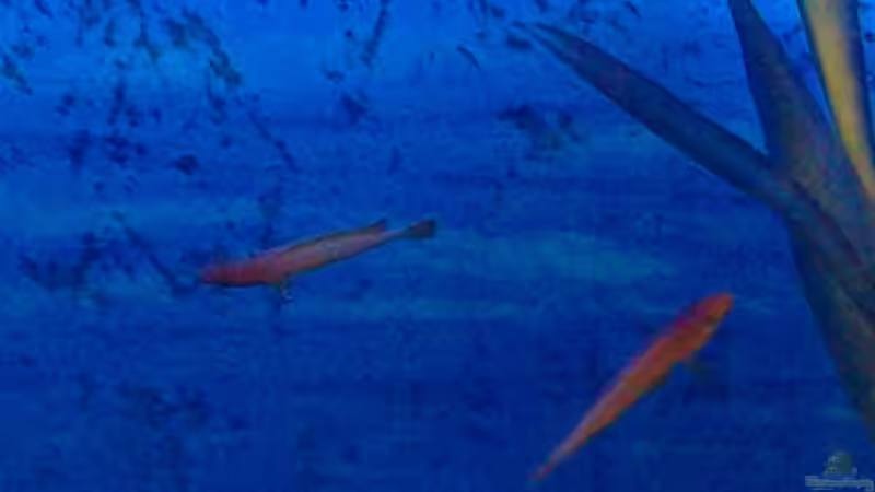 Besatz im Aquarium Becken 27594 von Torsten N. (14)