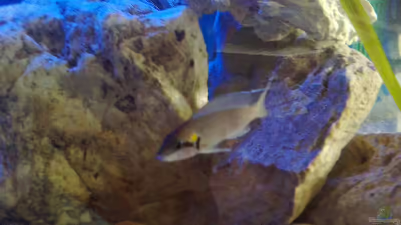 Besatz im Aquarium Becken 27594 von Torsten N. (15)