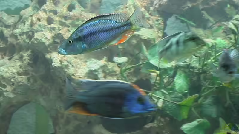 Besatz im Aquarium Becken 276 von Georg Seidl (10)