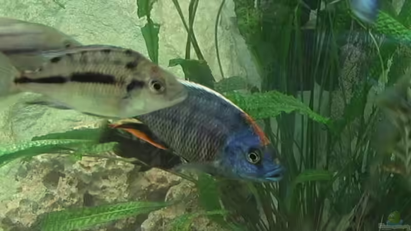 Besatz im Aquarium Becken 276 von Georg Seidl (7)