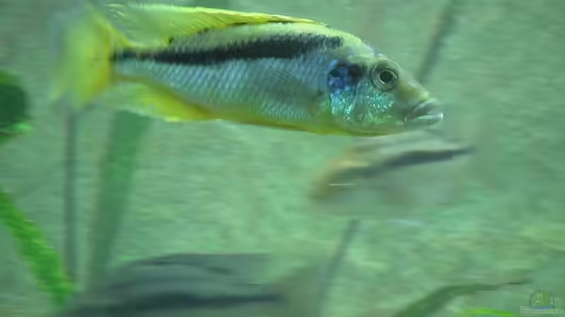 Besatz im Aquarium Becken 276 von Georg Seidl (9)