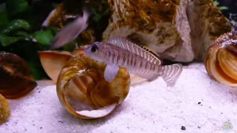 Besatz im Aquarium Becken 2762 von Simone Baumeister (20)