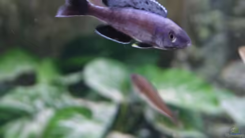 Besatz im Aquarium Becken 27667 von Michael Walther (13)