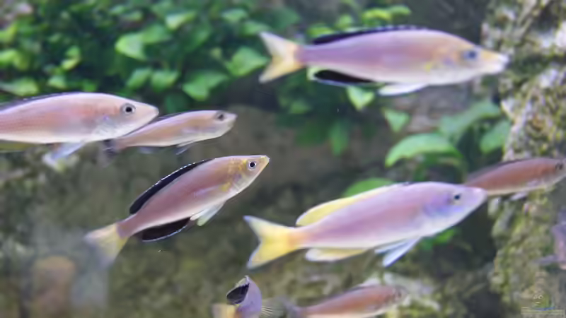 Besatz im Aquarium Becken 27667 von Michael Walther (14)