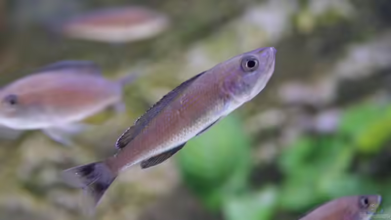 Besatz im Aquarium Becken 27667 von Michael Walther (16)