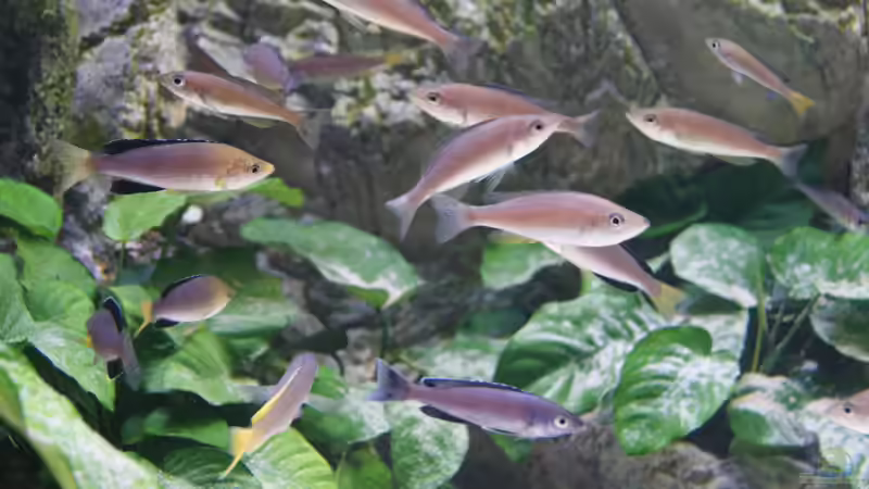 Besatz im Aquarium Becken 27667 von Michael Walther (17)