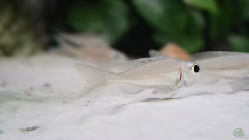 Besatz im Aquarium Becken 27667 von Michael Walther (19)