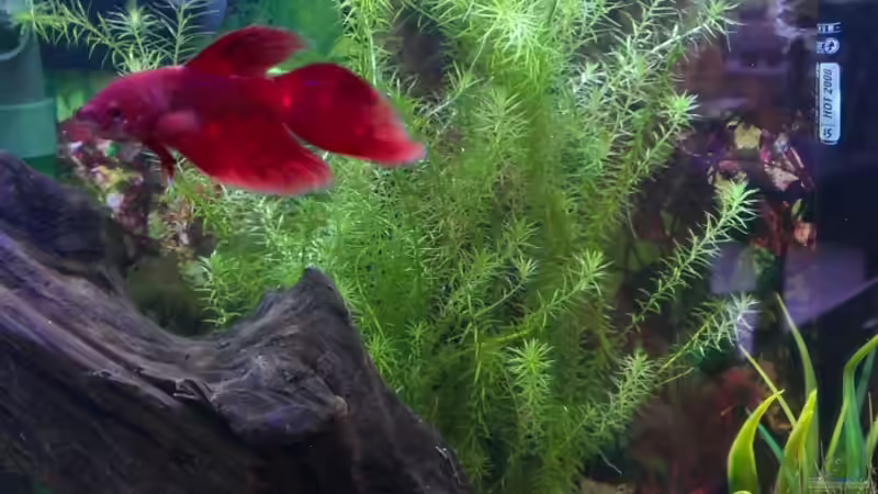 Besatz im Aquarium Becken 27669 (Aufgelöst) von Jan H. (13)