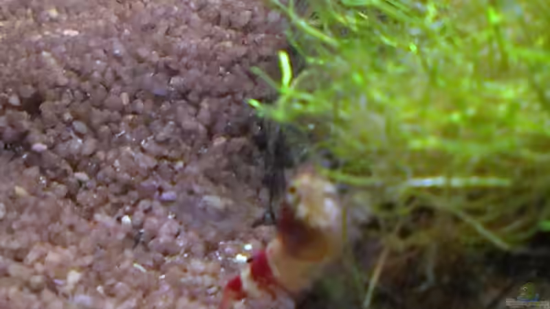 Besatz im Aquarium Becken 27669 (Aufgelöst) von Jan H. (14)