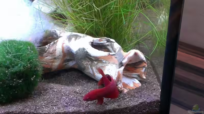 Besatz im Aquarium Becken 27669 (Aufgelöst) von Jan H. (15)