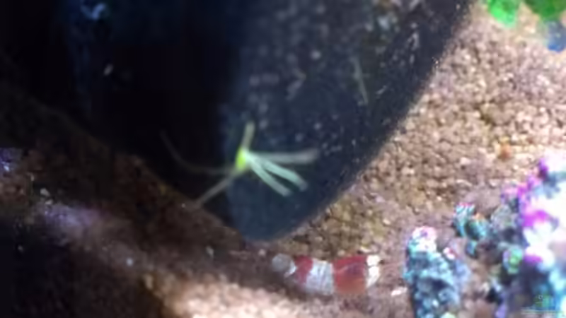 Besatz im Aquarium Becken 27669 (Aufgelöst) von Jan H. (16)