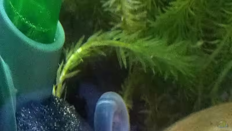 Besatz im Aquarium Becken 27669 (Aufgelöst) von Jan H. (17)