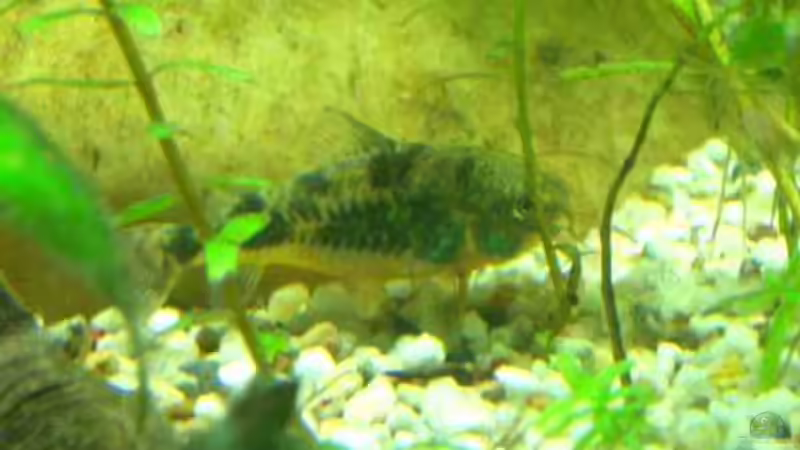 Besatz im Aquarium Becken 2767 von Rauti (11)