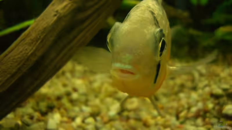 Besatz im Aquarium Becken 2767 von Rauti (12)