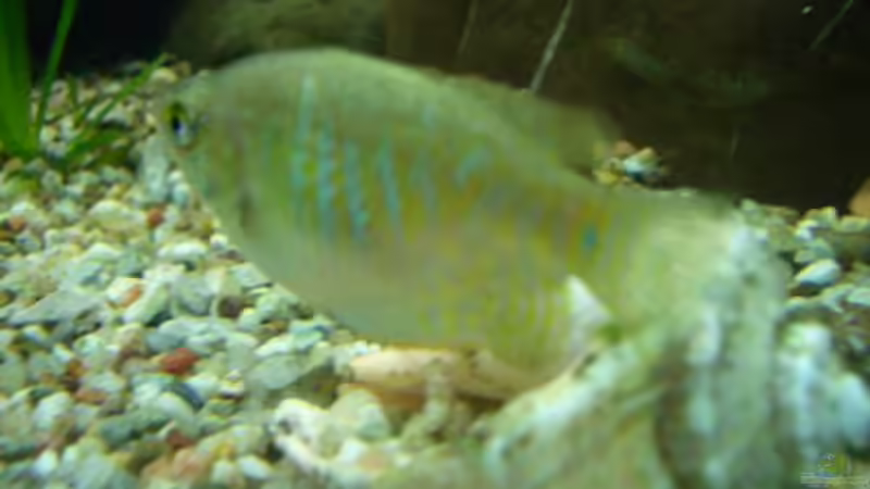 Besatz im Aquarium Becken 2767 von Rauti (13)