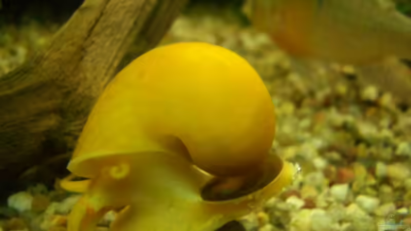 Besatz im Aquarium Becken 2767 von Rauti (15)