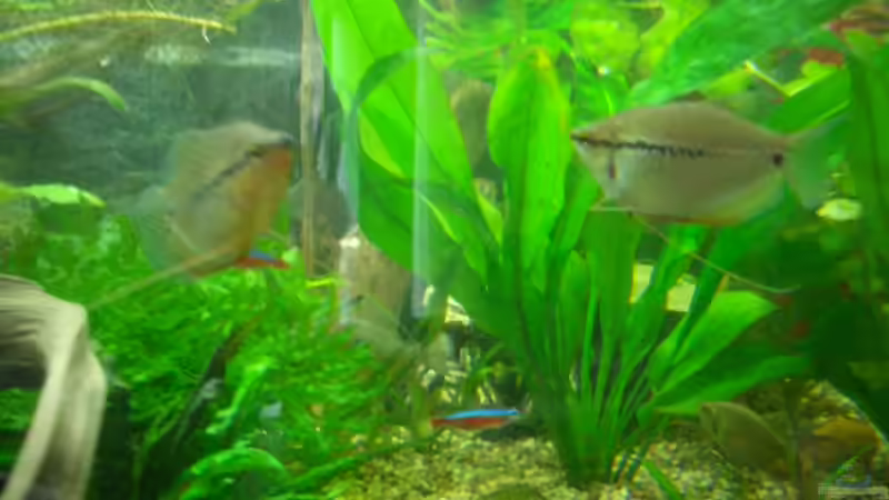 Besatz im Aquarium Becken 2767 von Rauti (16)