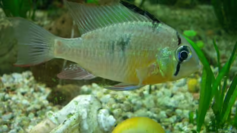 Besatz im Aquarium Becken 2767 von Rauti (7)