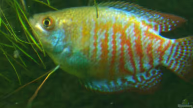 Besatz im Aquarium Becken 2767 von Rauti (9)