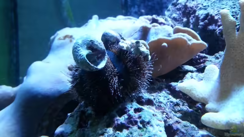 Besatz im Aquarium Becken 27697 von La-Sasch (17)