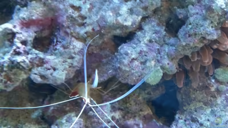 Besatz im Aquarium Becken 27697 von La-Sasch (19)