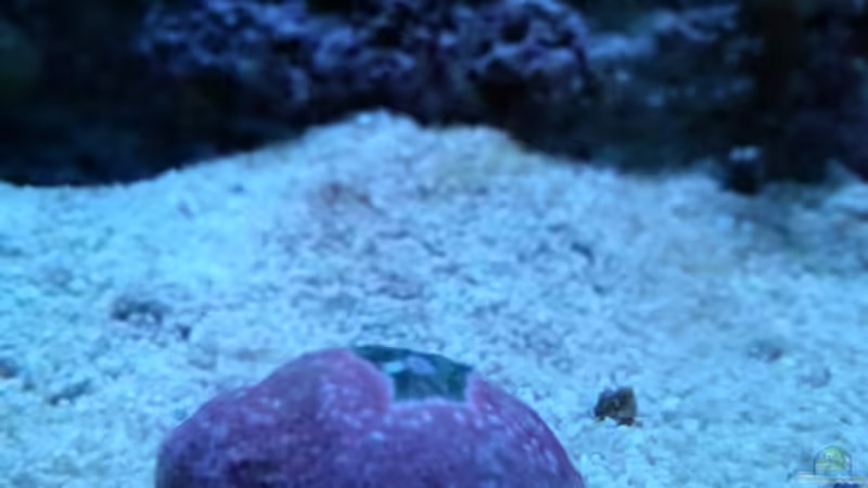 Besatz im Aquarium Becken 27697 von La-Sasch (21)