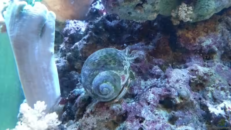 Besatz im Aquarium Becken 27697 von La-Sasch (22)