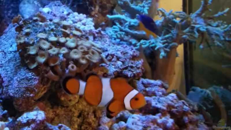 Besatz im Aquarium Becken 27697 von La-Sasch (23)