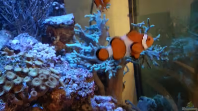 Besatz im Aquarium Becken 27697 von La-Sasch (24)