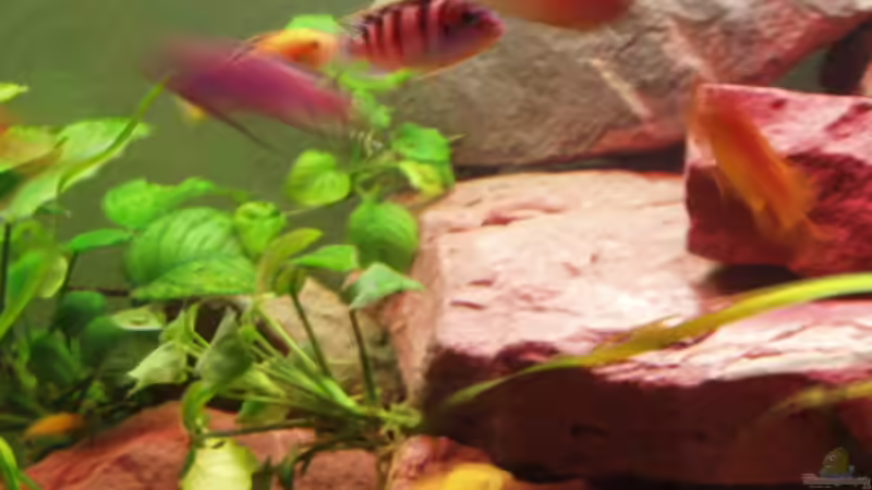 Besatz im Aquarium Becken 2770 von Sandro Iffert (10)