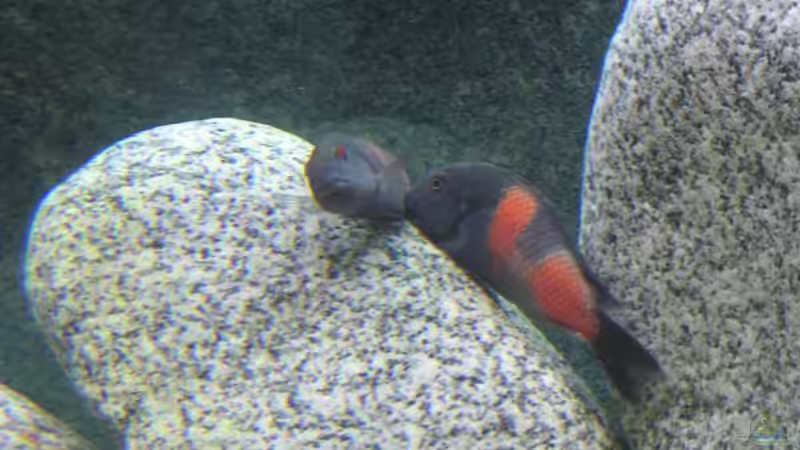 Besatz im Aquarium Becken 2770 von Sandro Iffert (11)