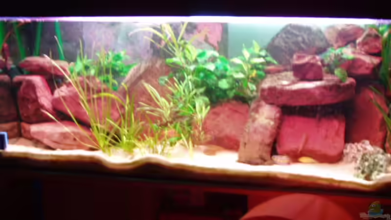 Besatz im Aquarium Becken 2770 von Sandro Iffert (14)