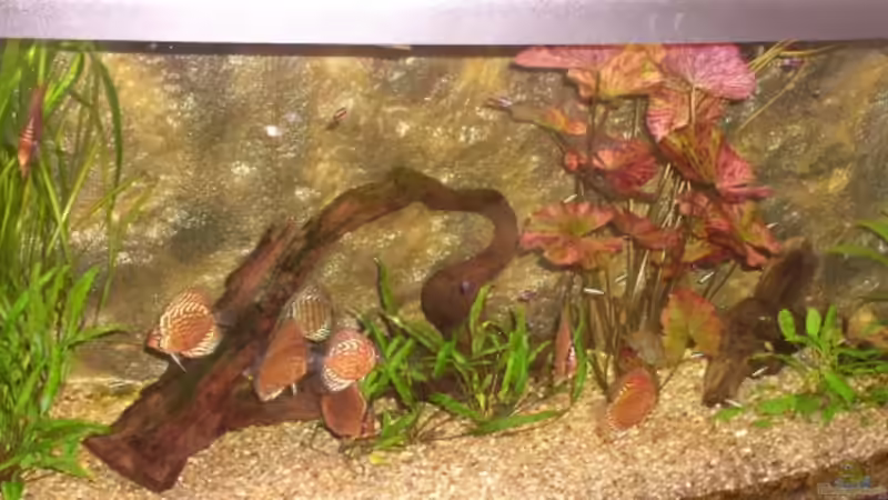 Besatz im Aquarium Becken 2770 von Sandro Iffert (8)