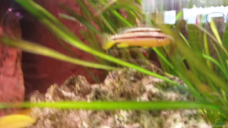 Besatz im Aquarium Becken 2770 von Sandro Iffert (9)