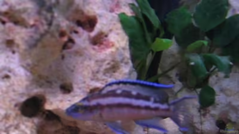 Besatz im Aquarium Becken 2773 von Andrea&Andreas Wielpuetz (4)