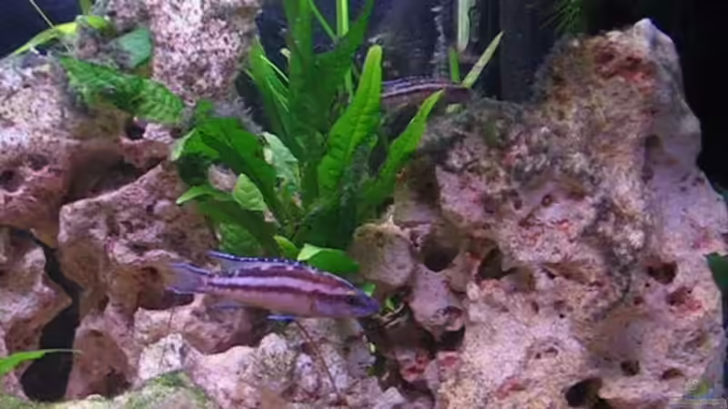 Besatz im Aquarium Becken 2773 von Andrea&Andreas Wielpuetz (5)