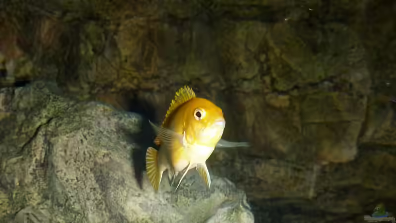 Besatz im Aquarium Becken 27745 von namaycushfreak (35)