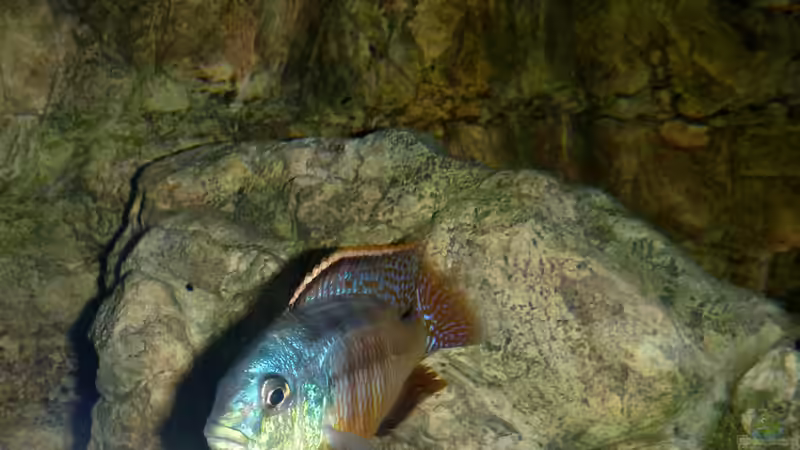 Besatz im Aquarium Becken 27745 von namaycushfreak (36)